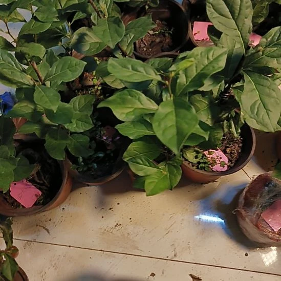 无花朵红大门金弹子嫁接