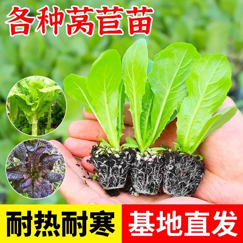 正宗莴笋苗莴苣苗秋冬耐寒秧苗青皮莴笋红皮莴笋阳台庭院盆栽种子