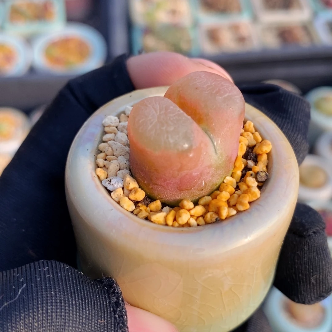 2528-一物一拍 带盆