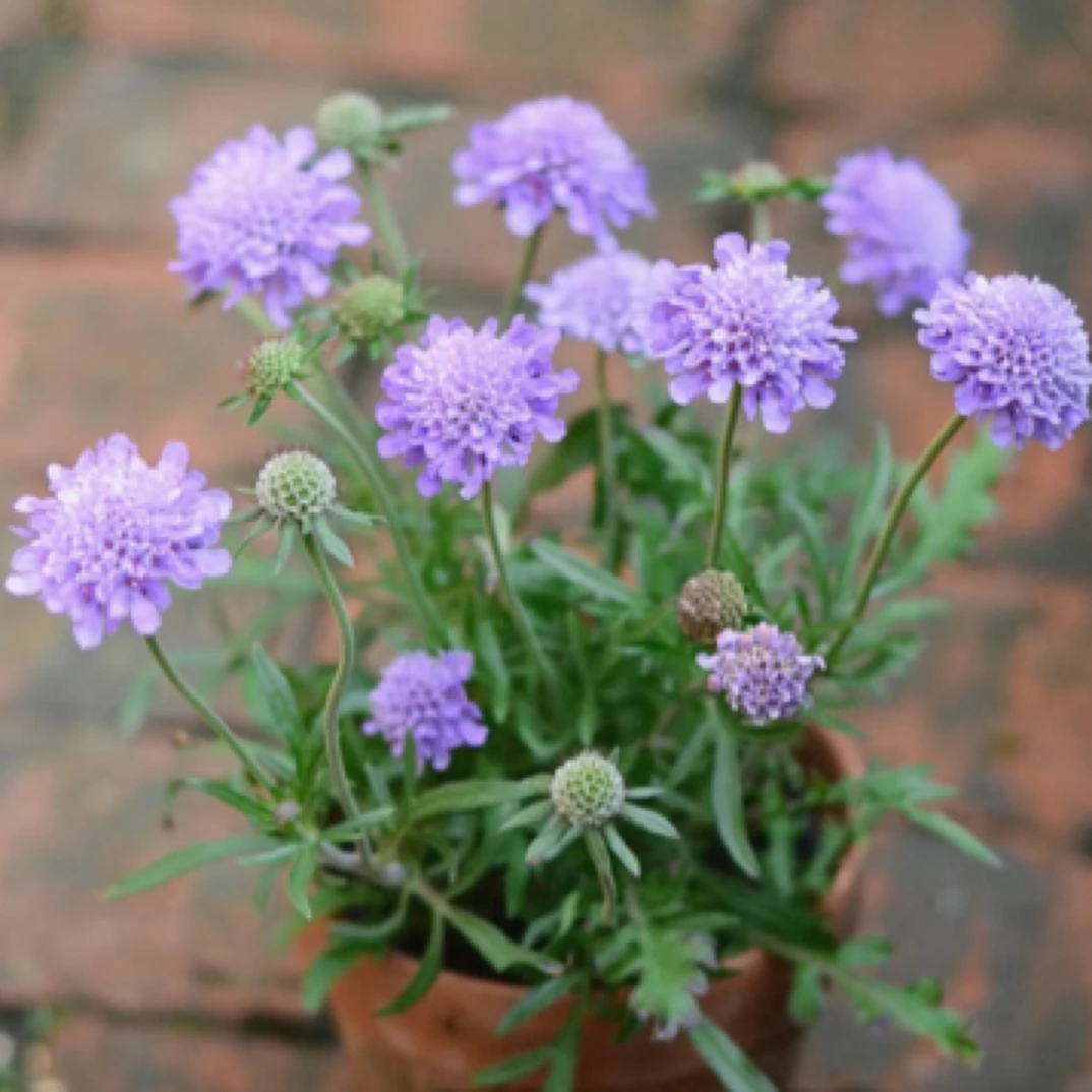 蓝盆花多年生地栽盆栽阳台庭院植物