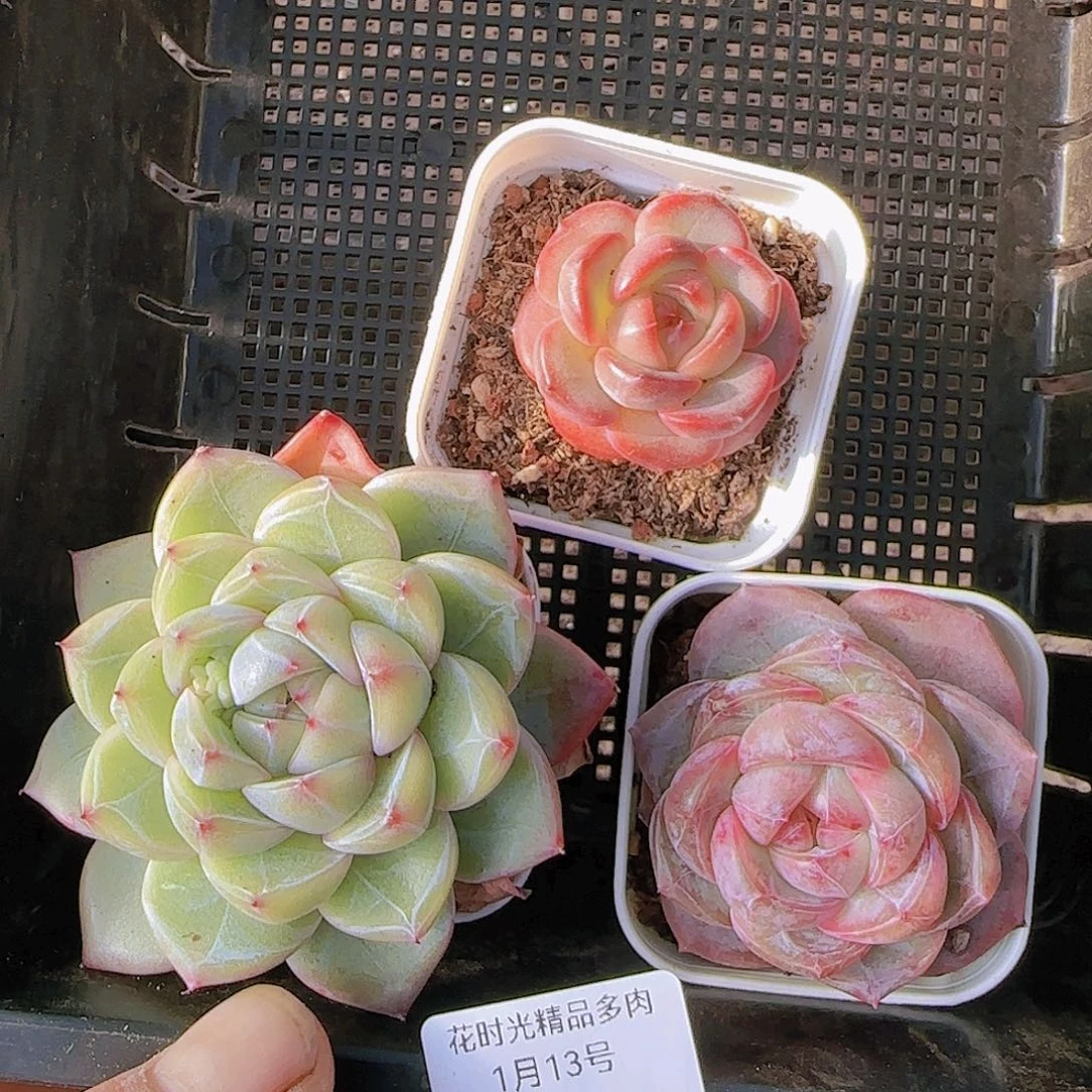 花时光精品多肉25