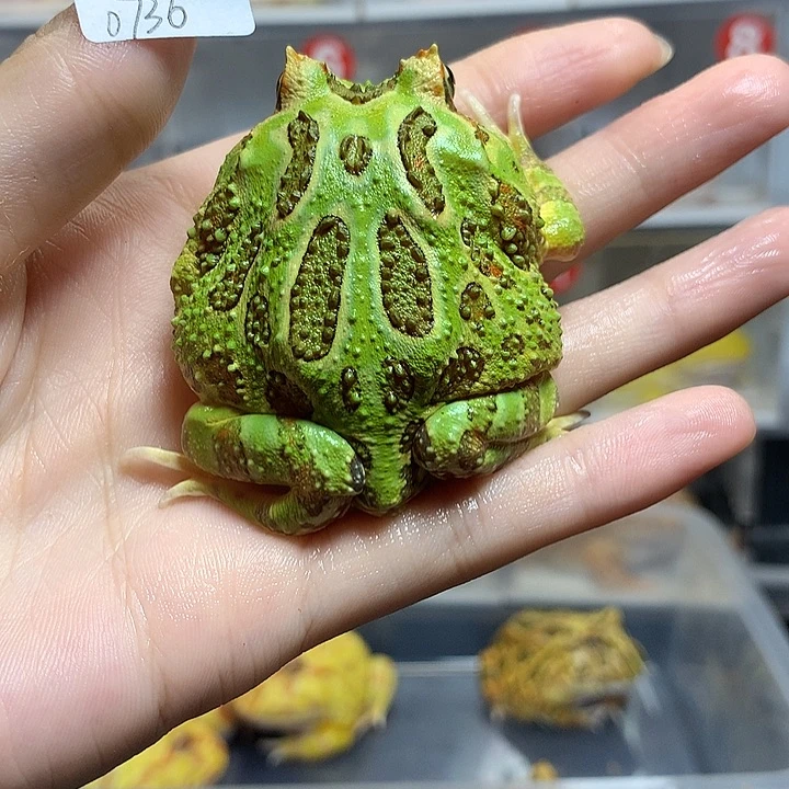 角蛙0736绿角绿角公