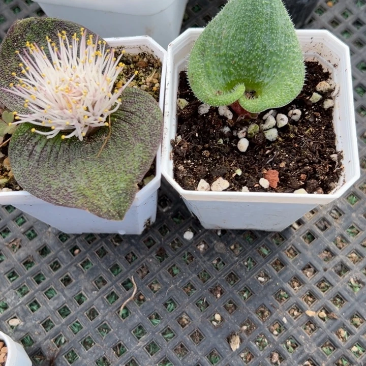 紫镜➕毛叶，一物一拍，