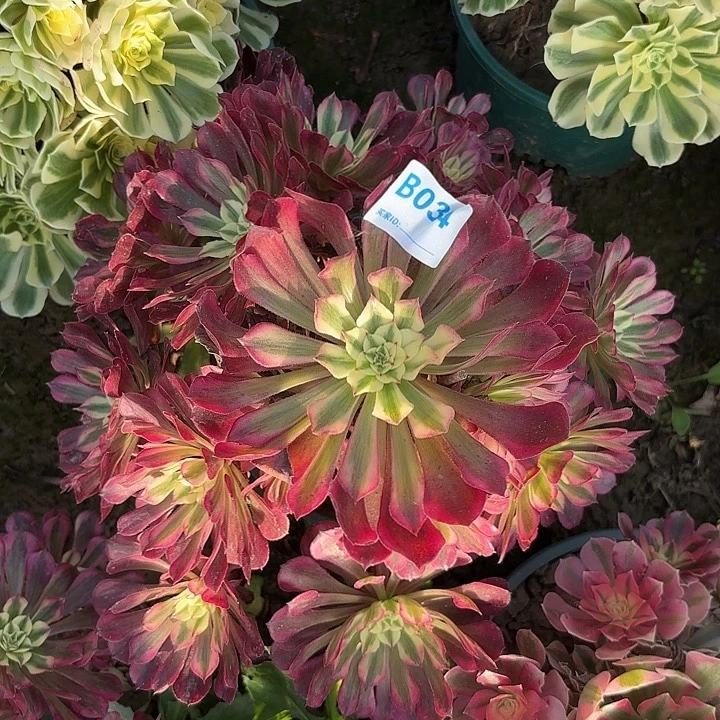 红铜超啊8-43-034偏远不包邮