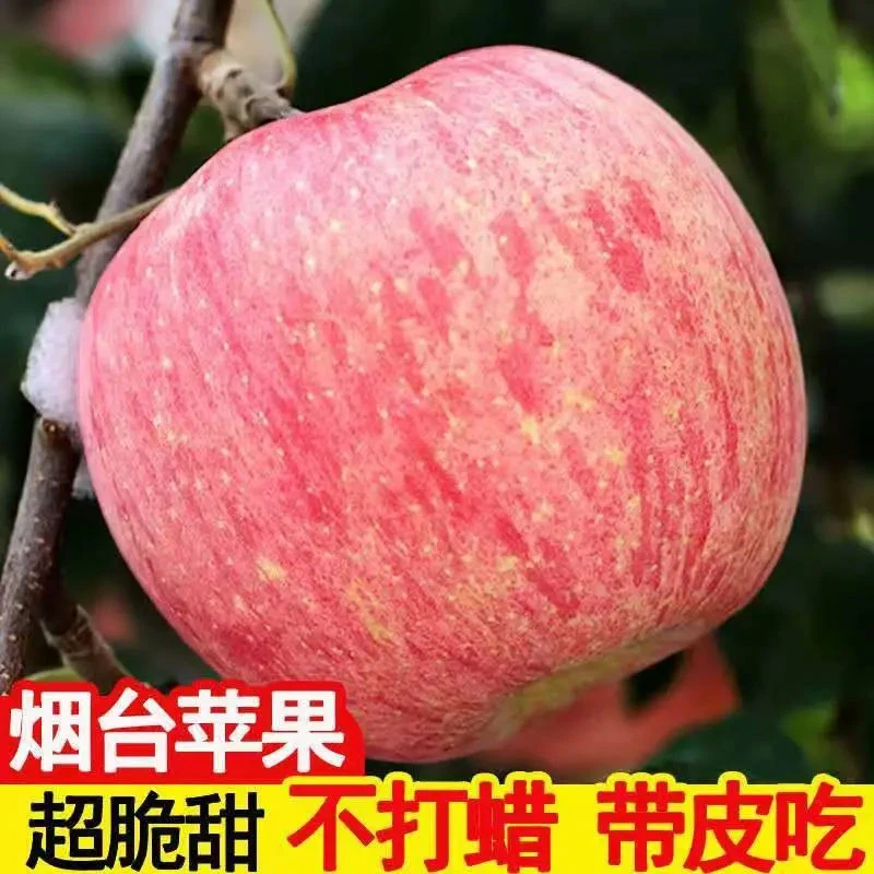 山东烟台红富士苹果自产自销脆甜多汁