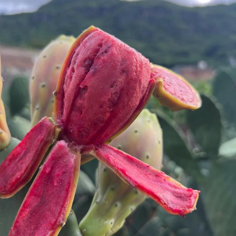 【米邦塔】仙人掌叶片食用外敷美容灌肤嫁接盆栽多肉室内外耐旱种植