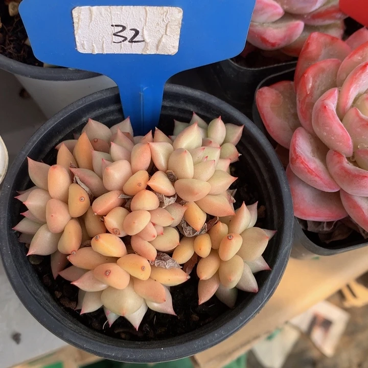 黄金象牙昂跌破血迹五7272727