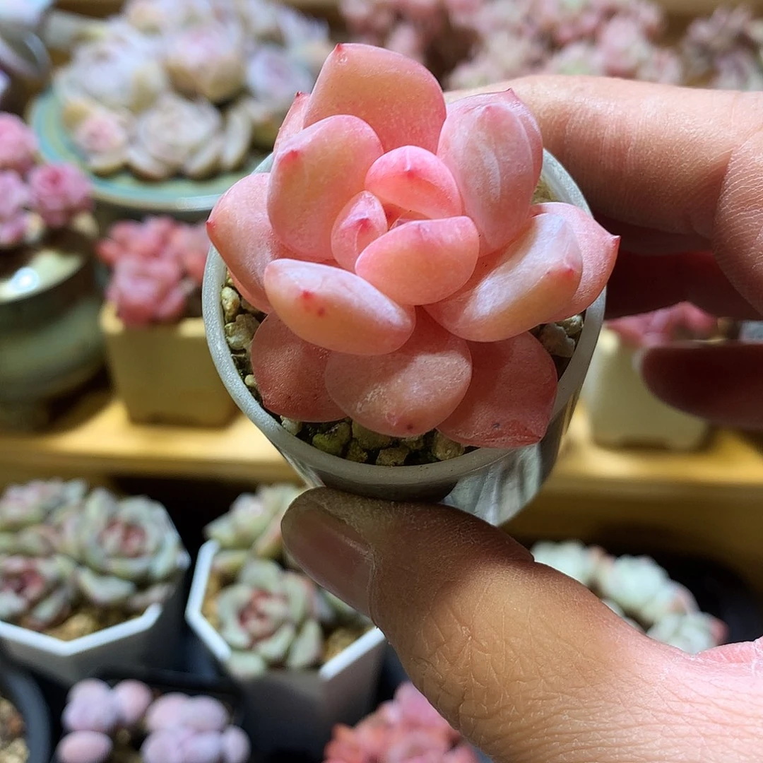 °****?鱼的小橙子一颗111