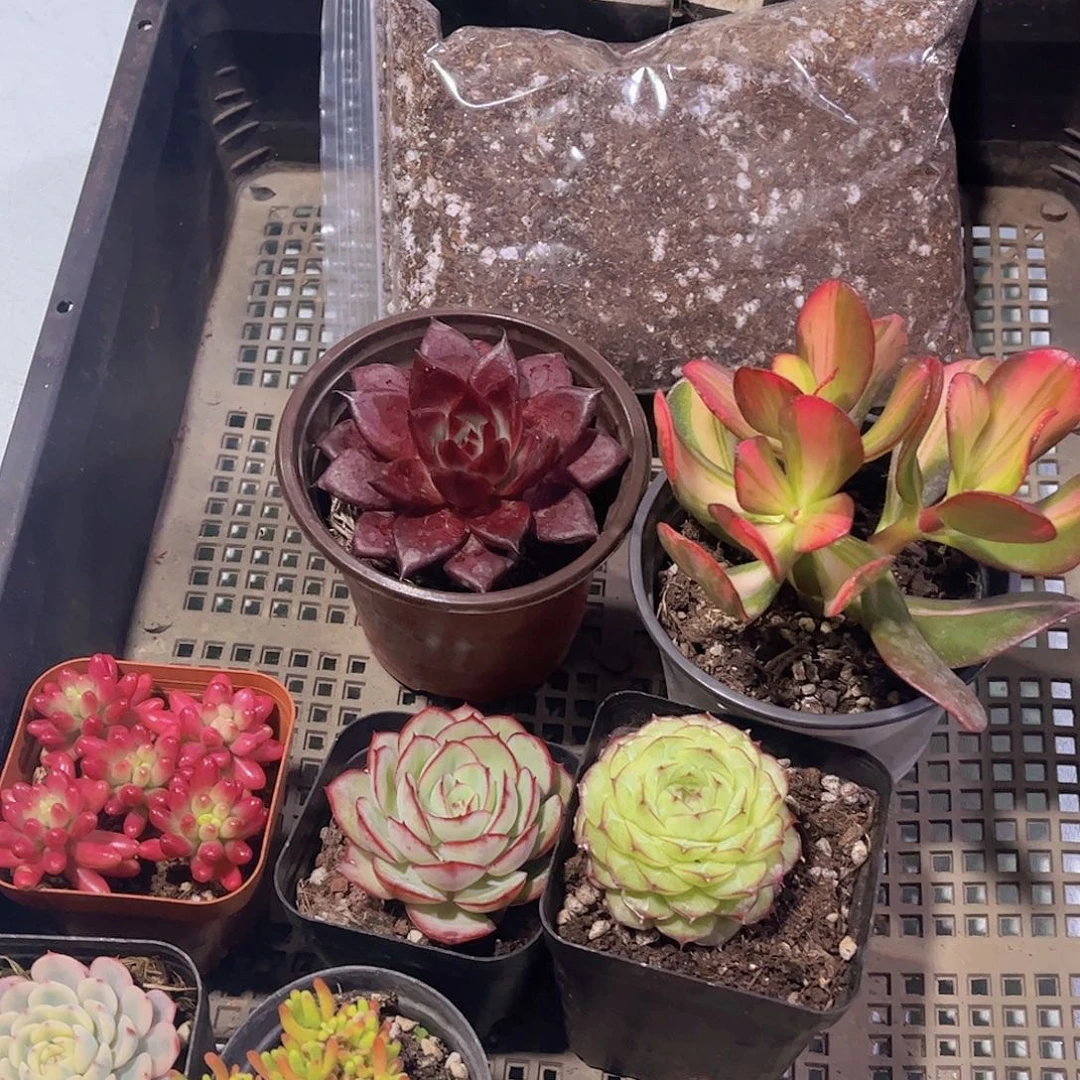 多肉110多肉植物，