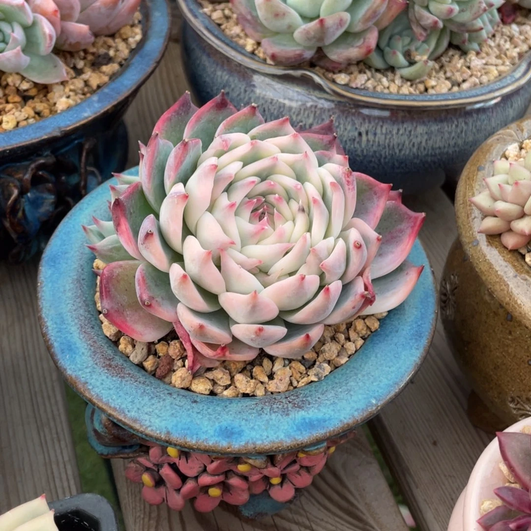 吉娃娃锦多肉植物1