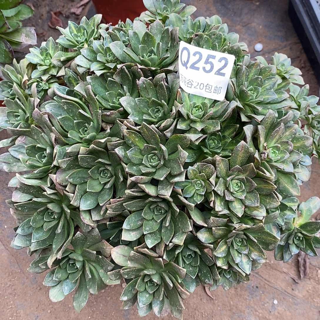 252绿茶多肉植物阴阳