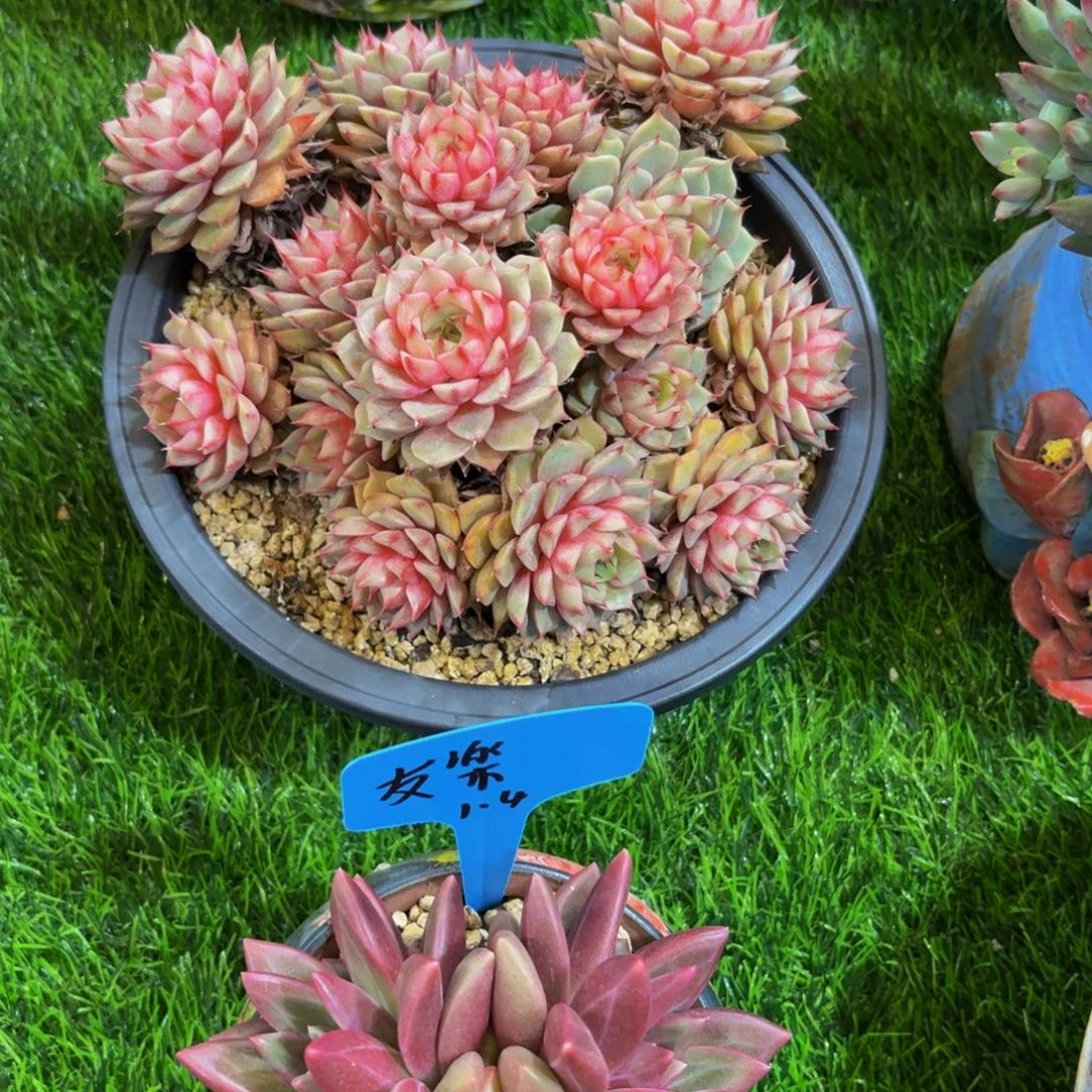 ****@笨吧第四斯多肉美美哒