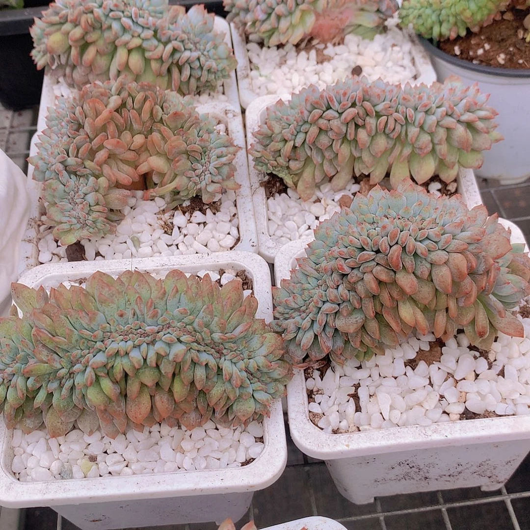 石榴籽缀化456789999000