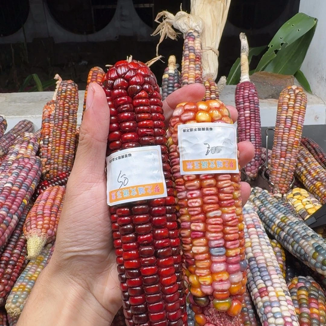 -***-吊坠柏香籽/百香籽