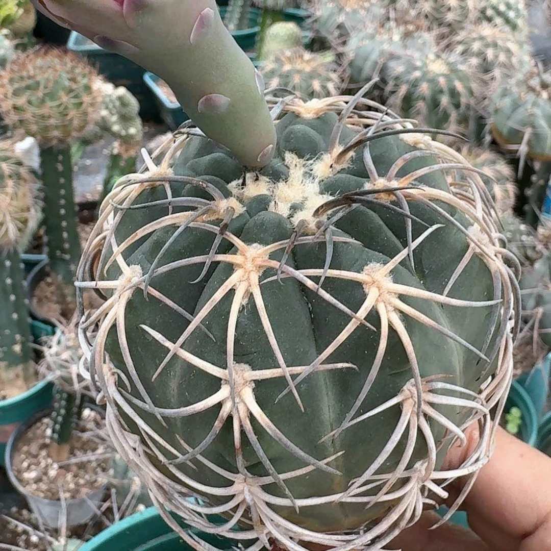 【闪购商品】无花朵清货敷刺天平307