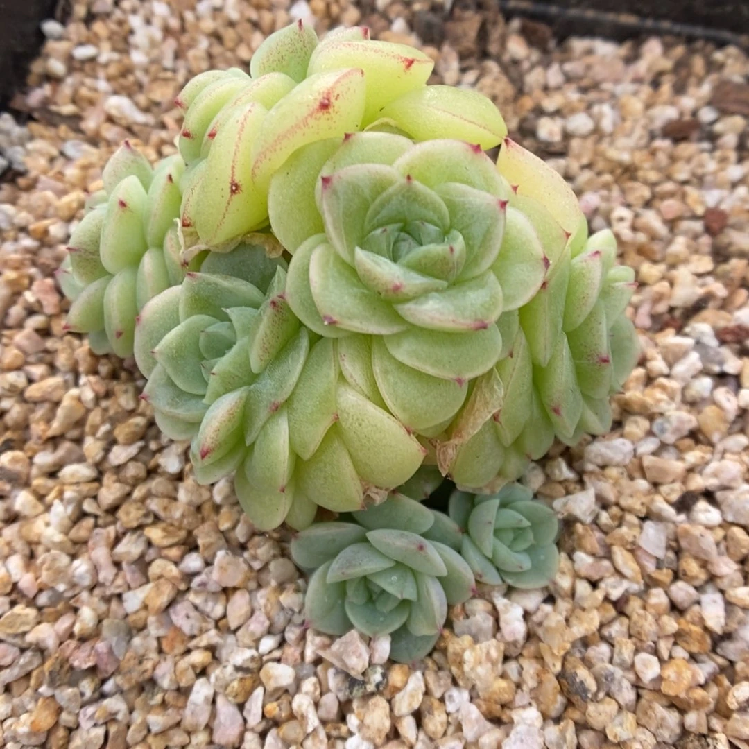 花朵脸麦秆群生312号。