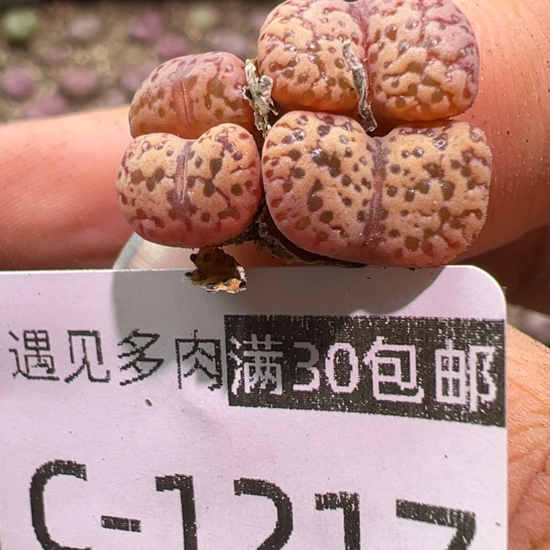 多肉植物111111111111111