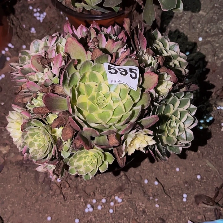 595唐三彩处理一下多肉