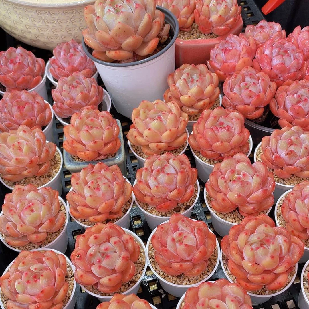 量拍66号 果冻韩版仙女橙单头5个