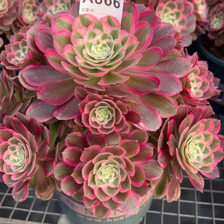 866孔雀翎23厘米左右