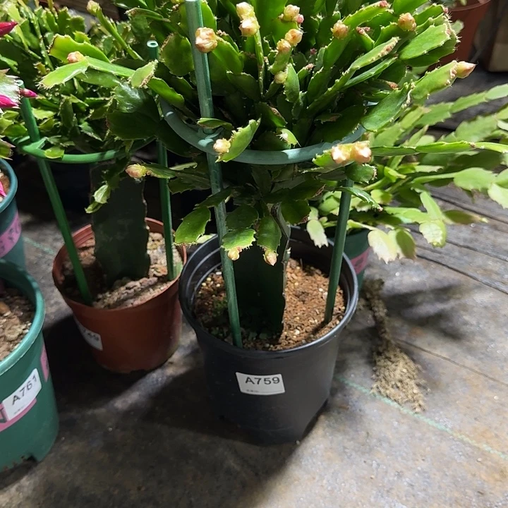 然***然大部分开放少量花苞759嫁接028