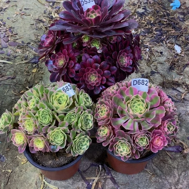 用****1三颗多肉植物535.682.683