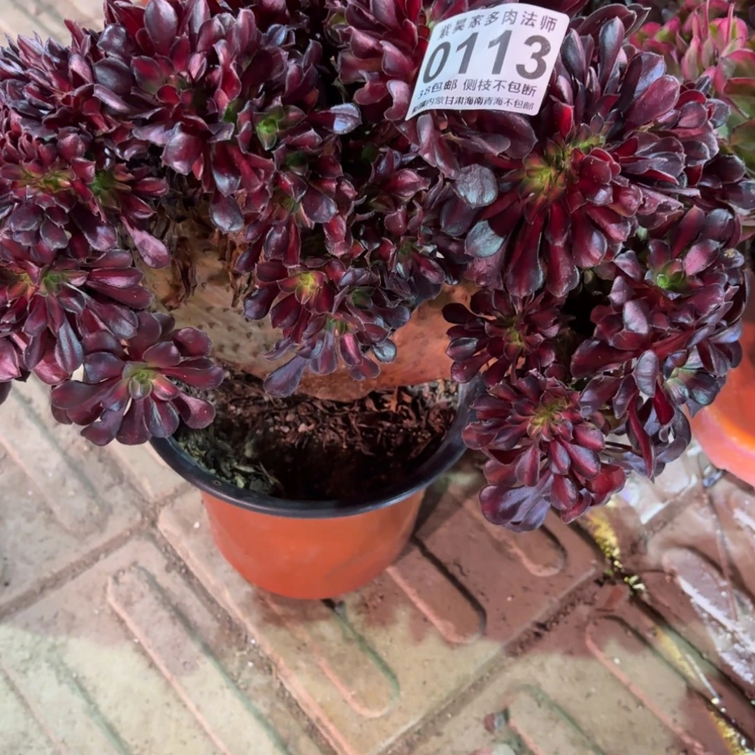 1棚法师华纳缀113花嘛缀