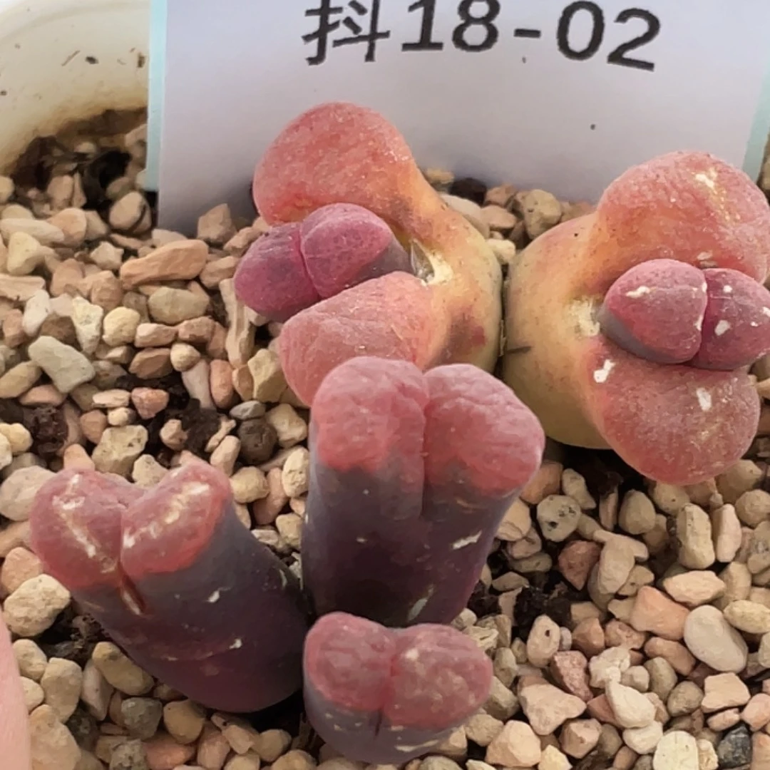 王***）18-2肉锥多肉植物
