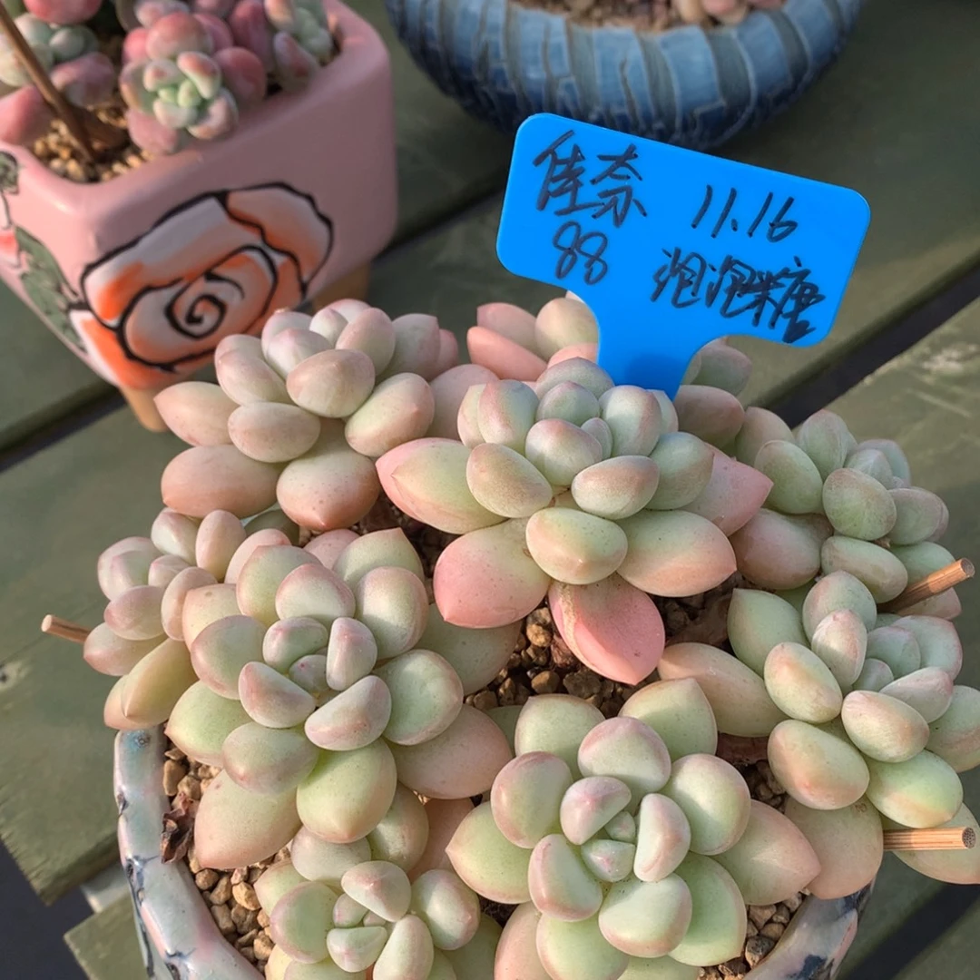 佳***奈我们家的小仙女们