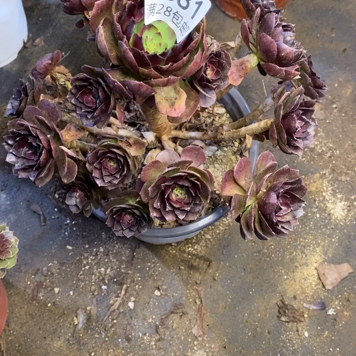 郑***7黑魔多肉断头不包