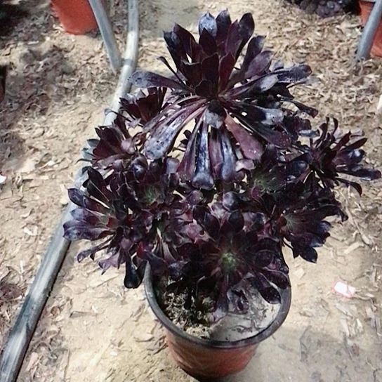 ****草黑法师多肉植物31