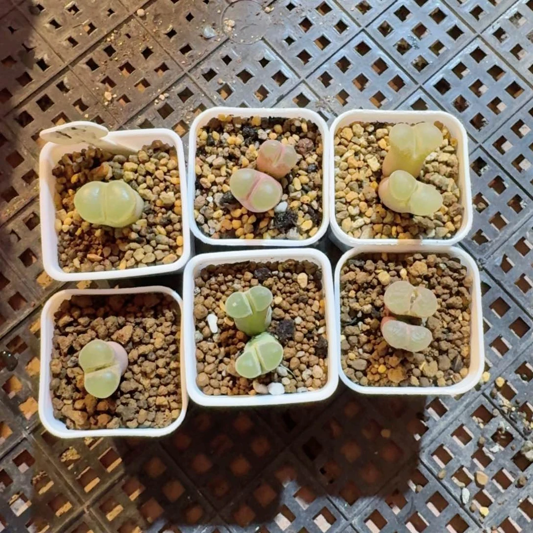 脩**芏修.............年后....