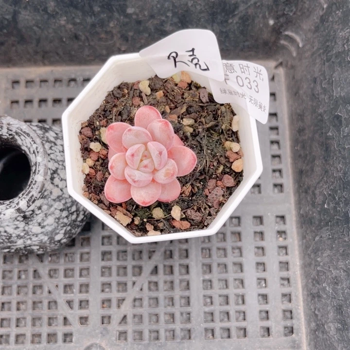 爱***壳033 换盆土发货 一物一拍