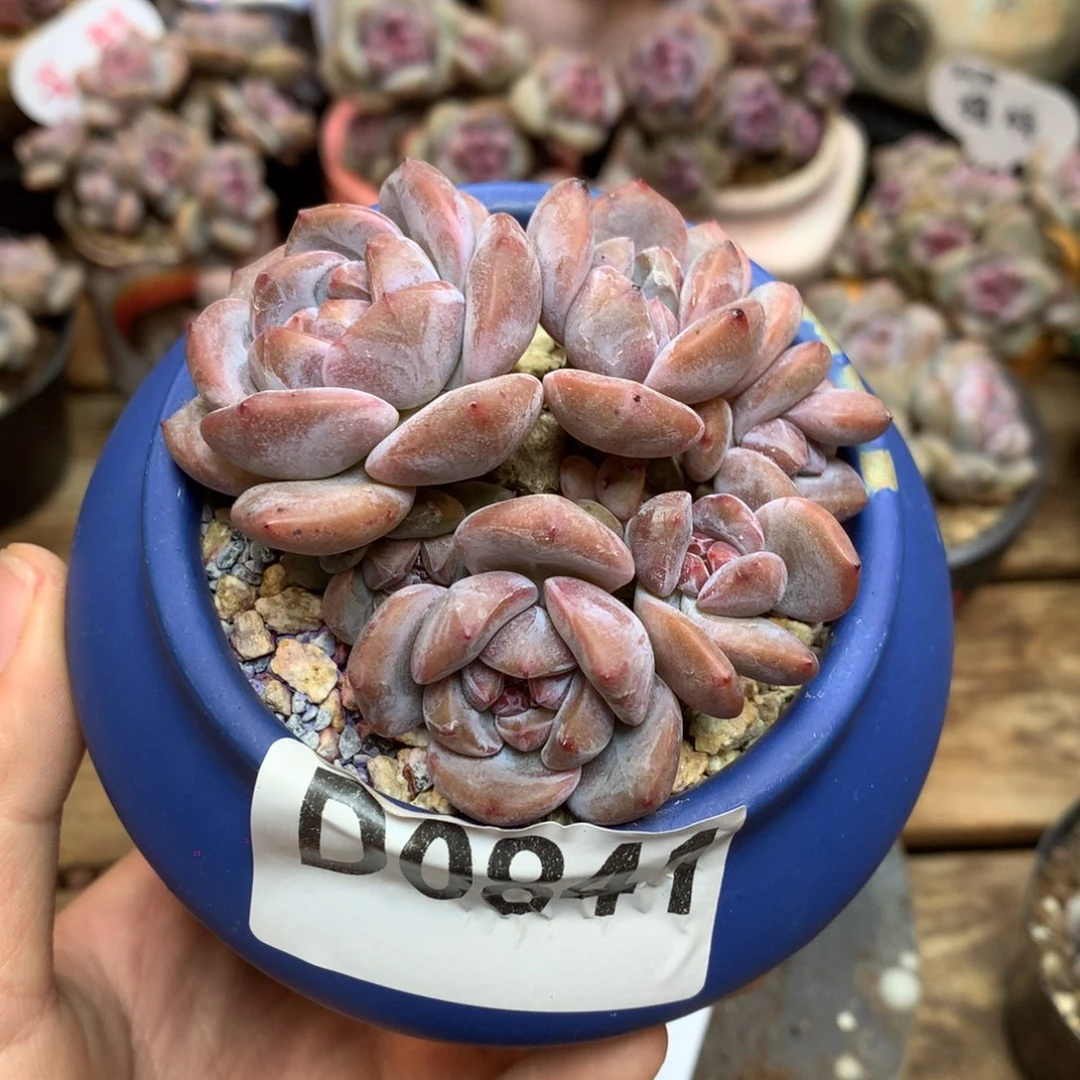 D0841 星影 迷你小脸6头