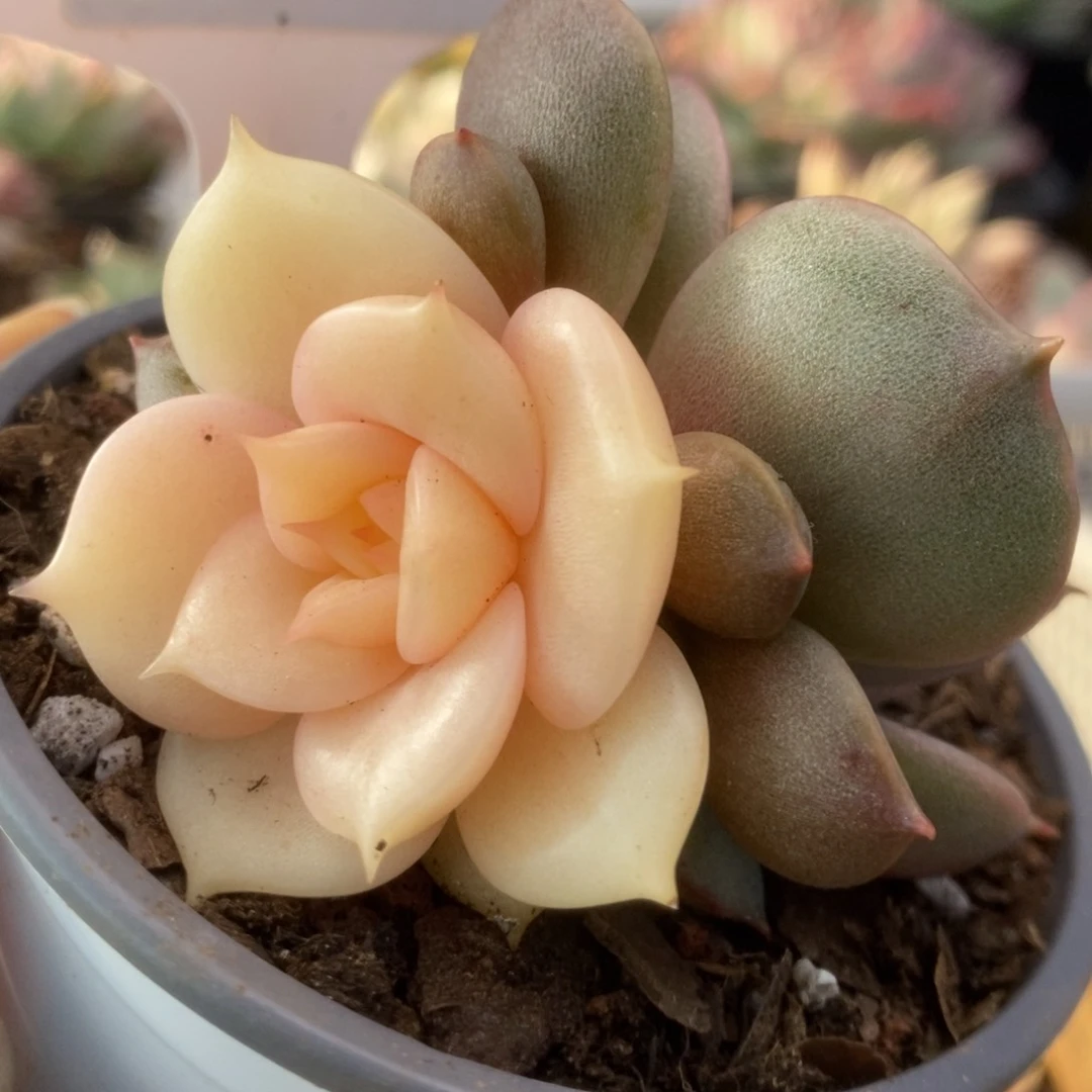 724贝加尔湖锦锦锦锦锦锦锦锦