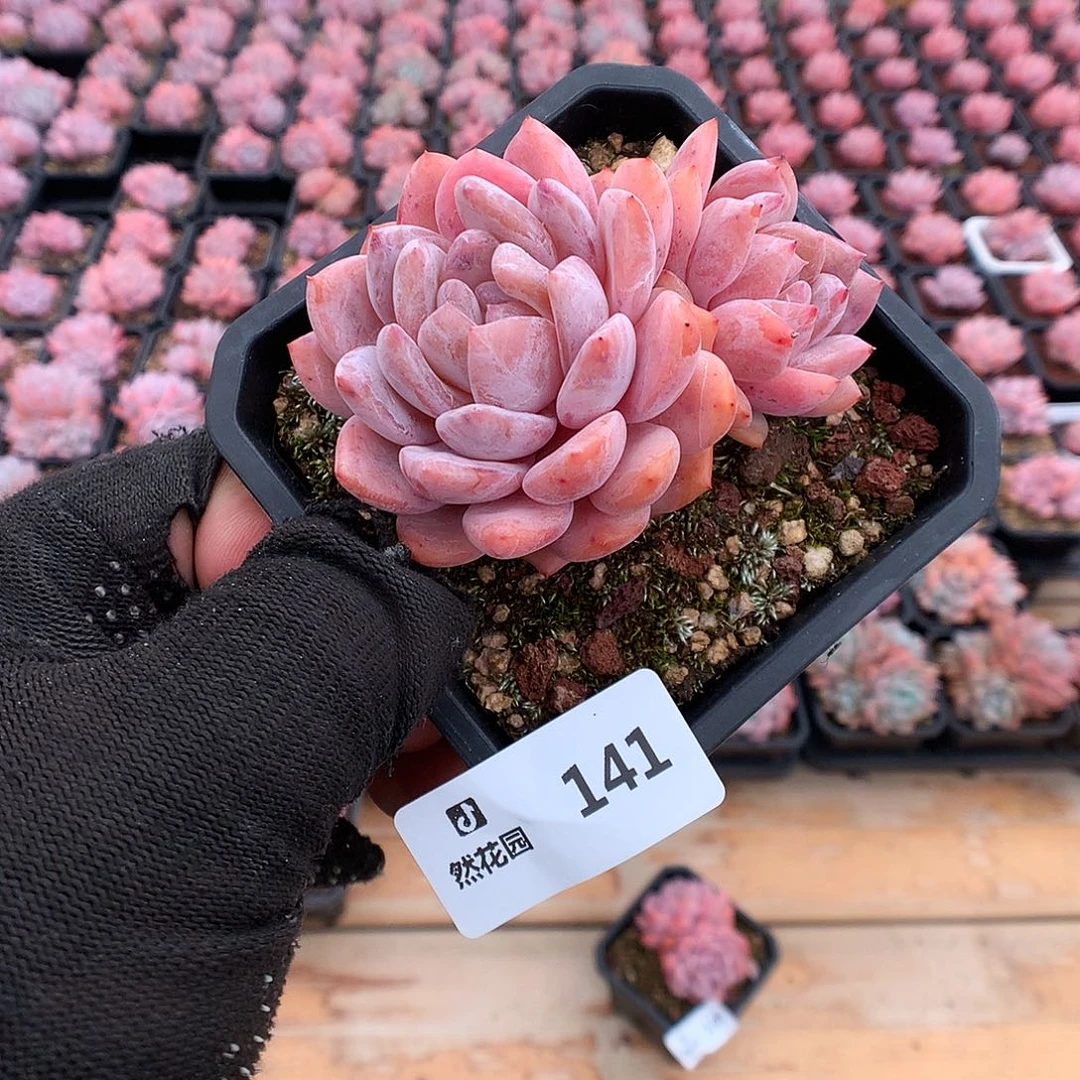141雪天使多肉植物666