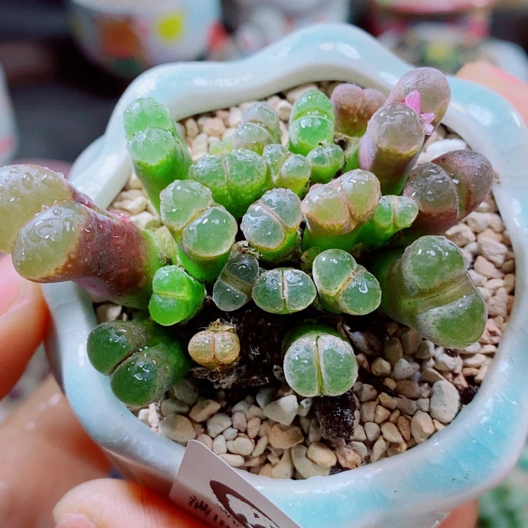 生石花花花花花花花花921