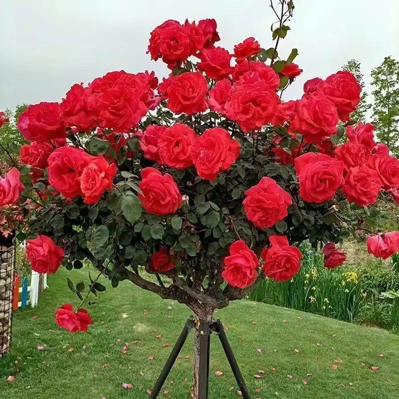 树桩月季大花国月