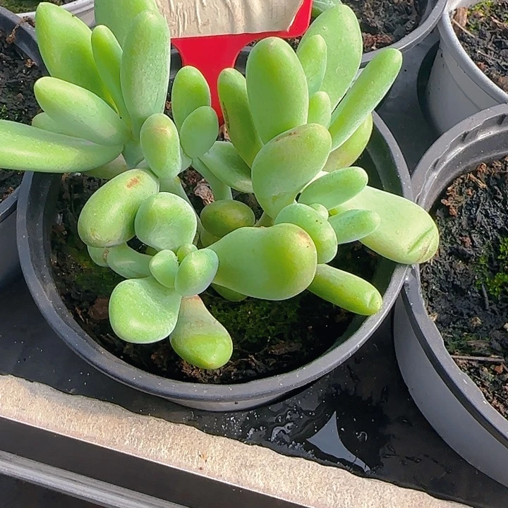 KK美人643多肉植物