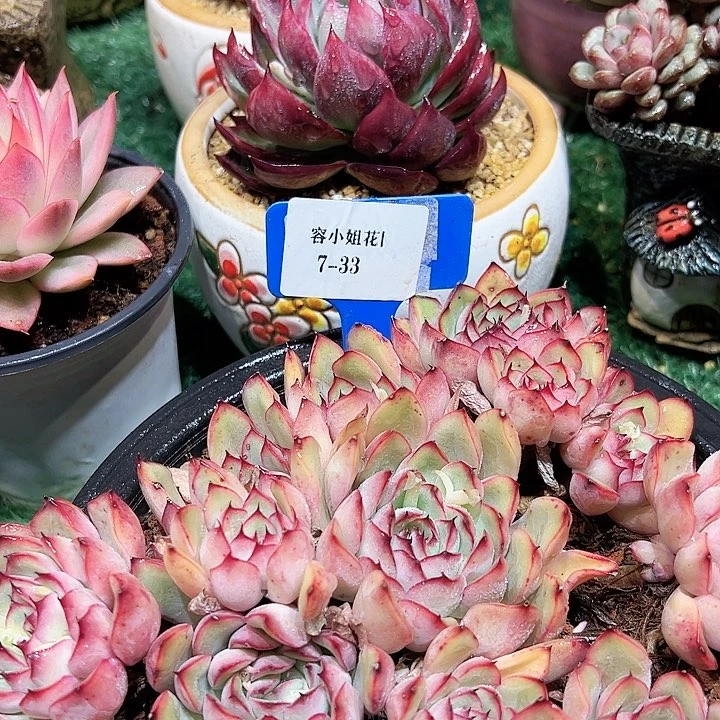 7.33荷花带盆一个朵肉