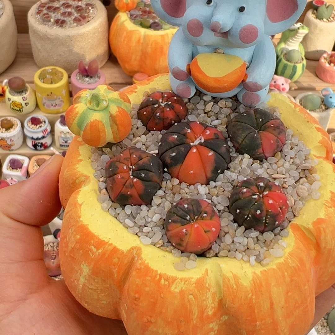 多肉植物7号南瓜兜