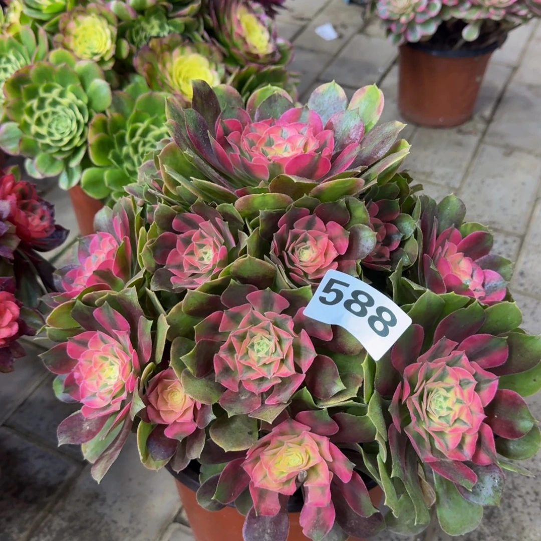 多肉植物588香妃 法师