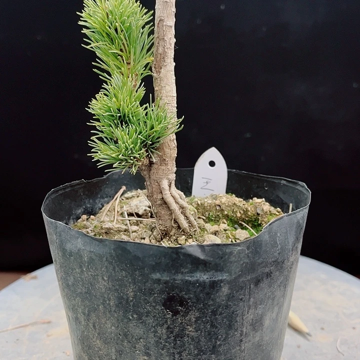 阿***花无花朵王竜紘五针松