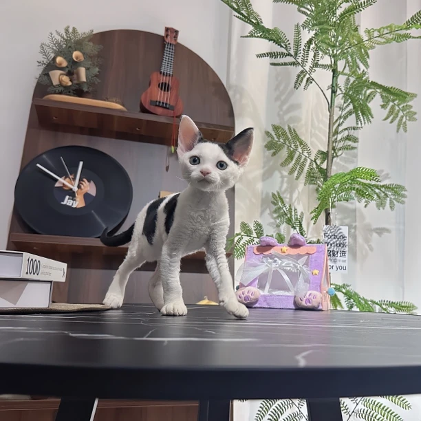 德文卷毛猫 黑白奶牛花 弟弟