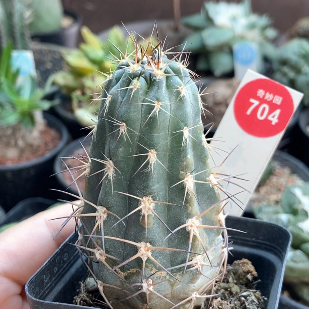 实生上腊阿寒玉4.2cm