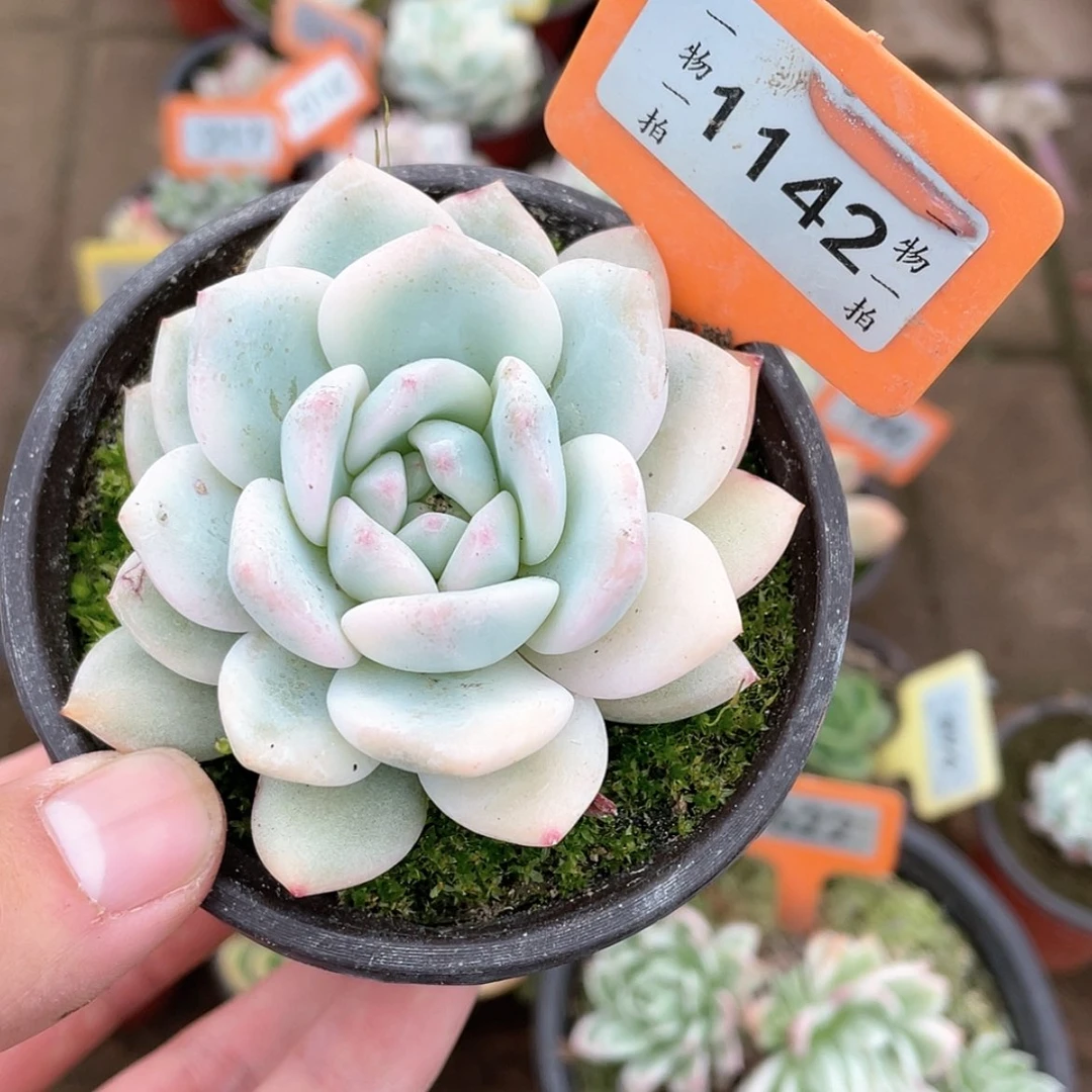 【闪购商品】1142号