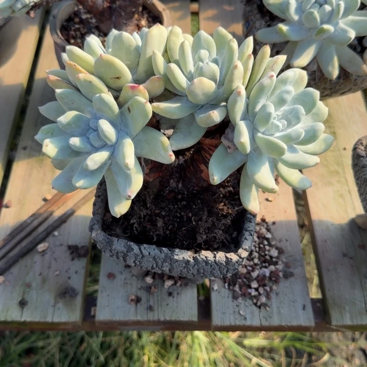 ༺***༻拇指仙女杯多肉植物