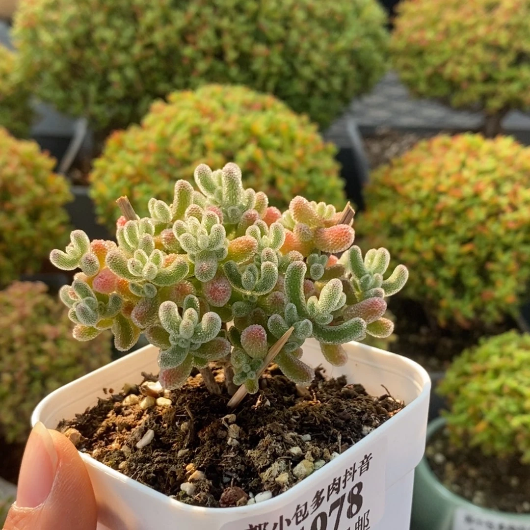 实生粉冰晶1978枝干番杏