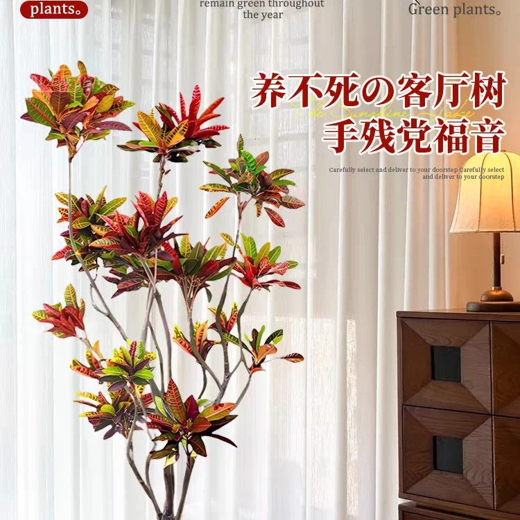 （非一物一拍）造型款七彩变色木洒金榕变色龙四季变色绿植