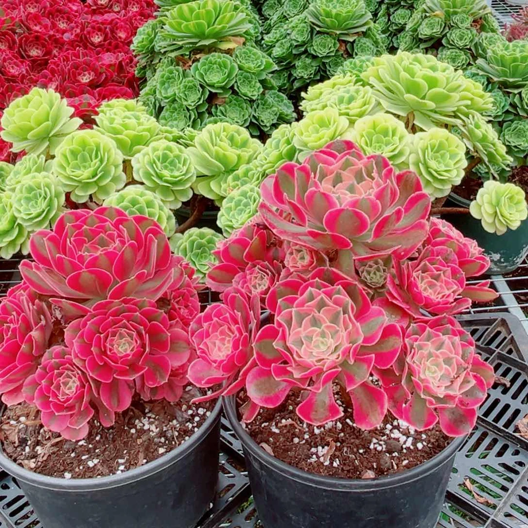 七彩量拍多肉法师两个1111111